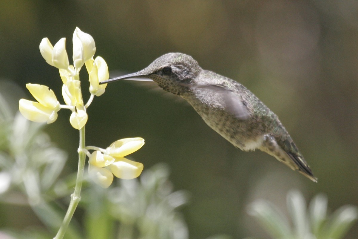 Anna's Hummingbird - ML581236981