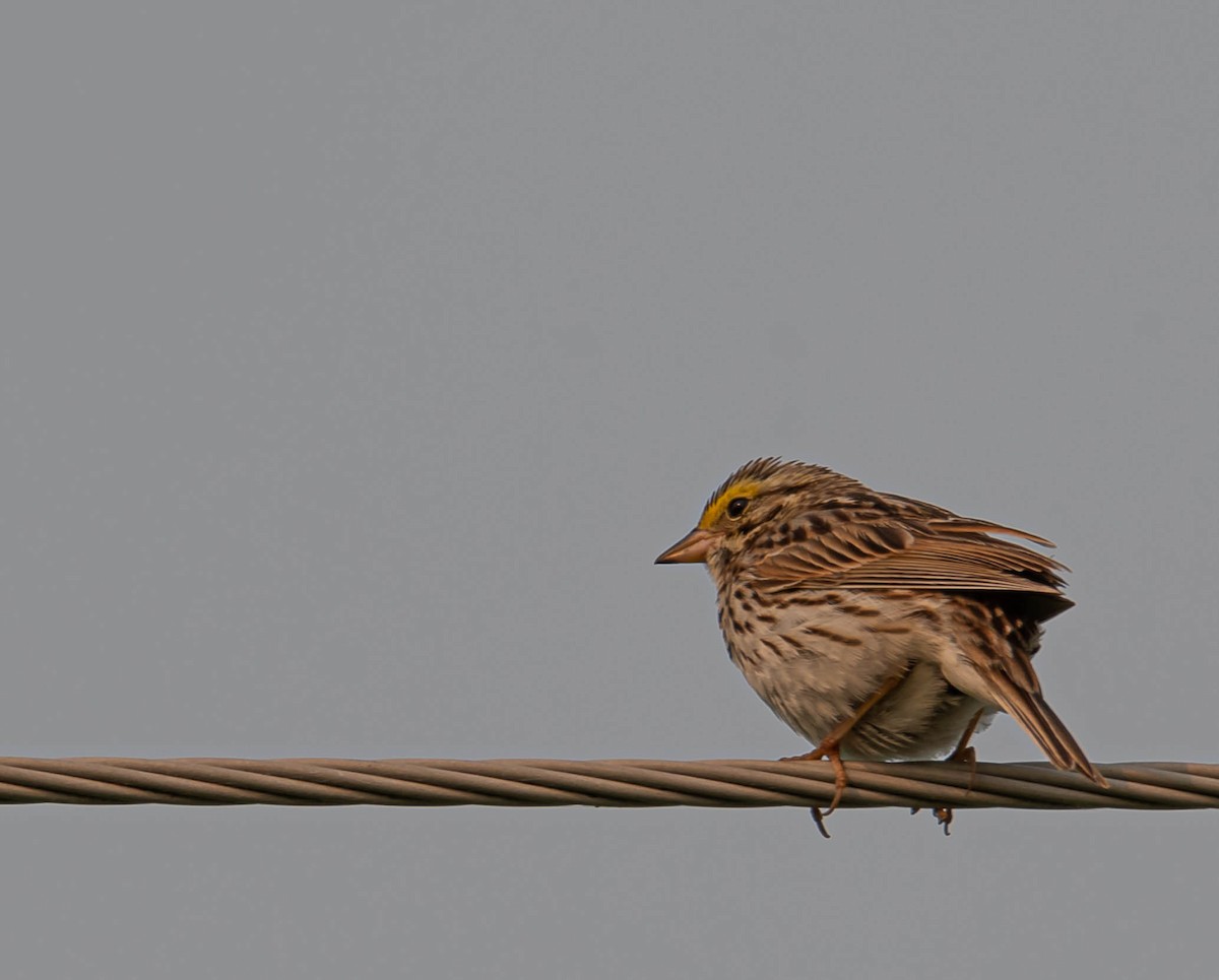 Savannah Sparrow - ML581237031