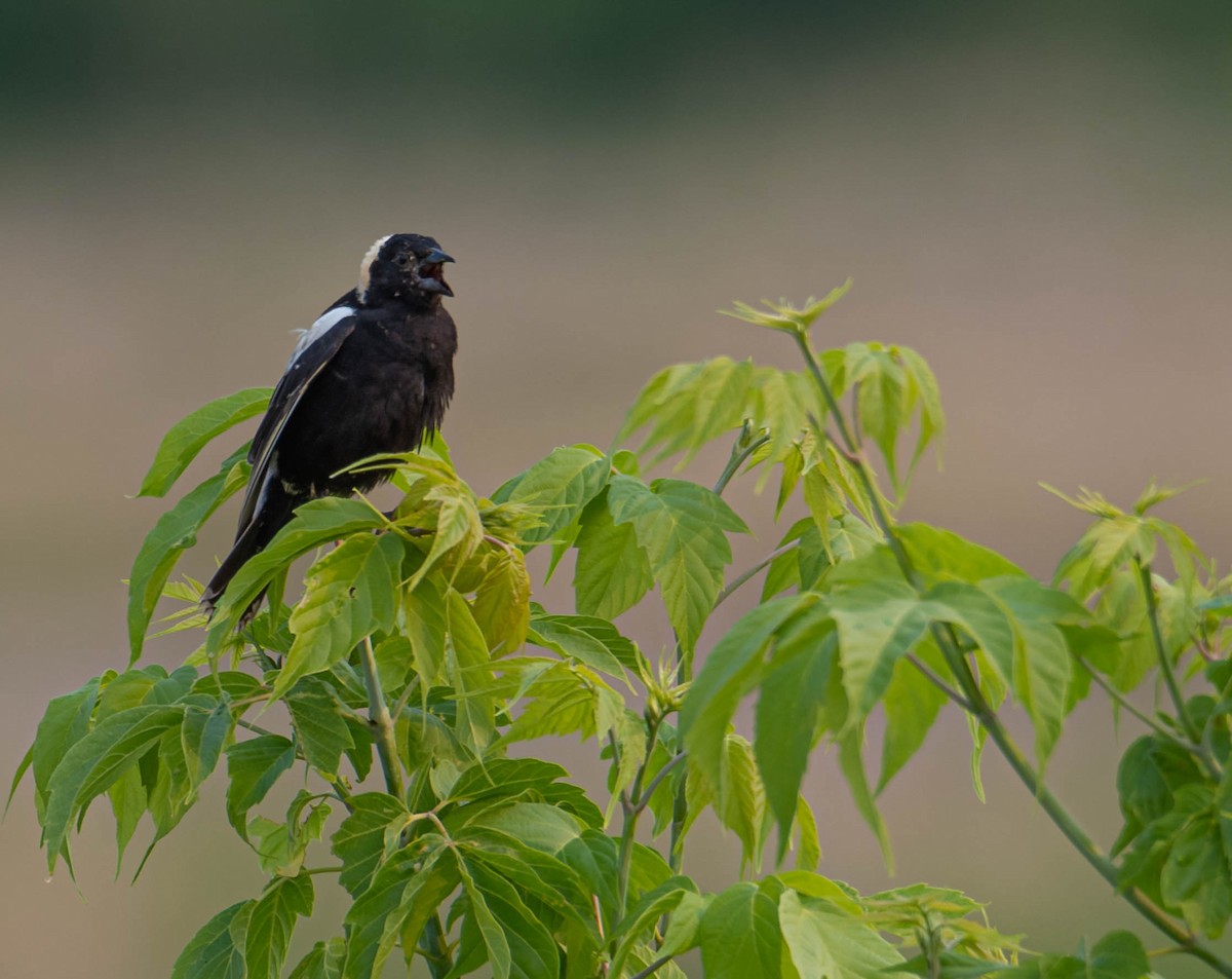 Bobolink - ML581237081