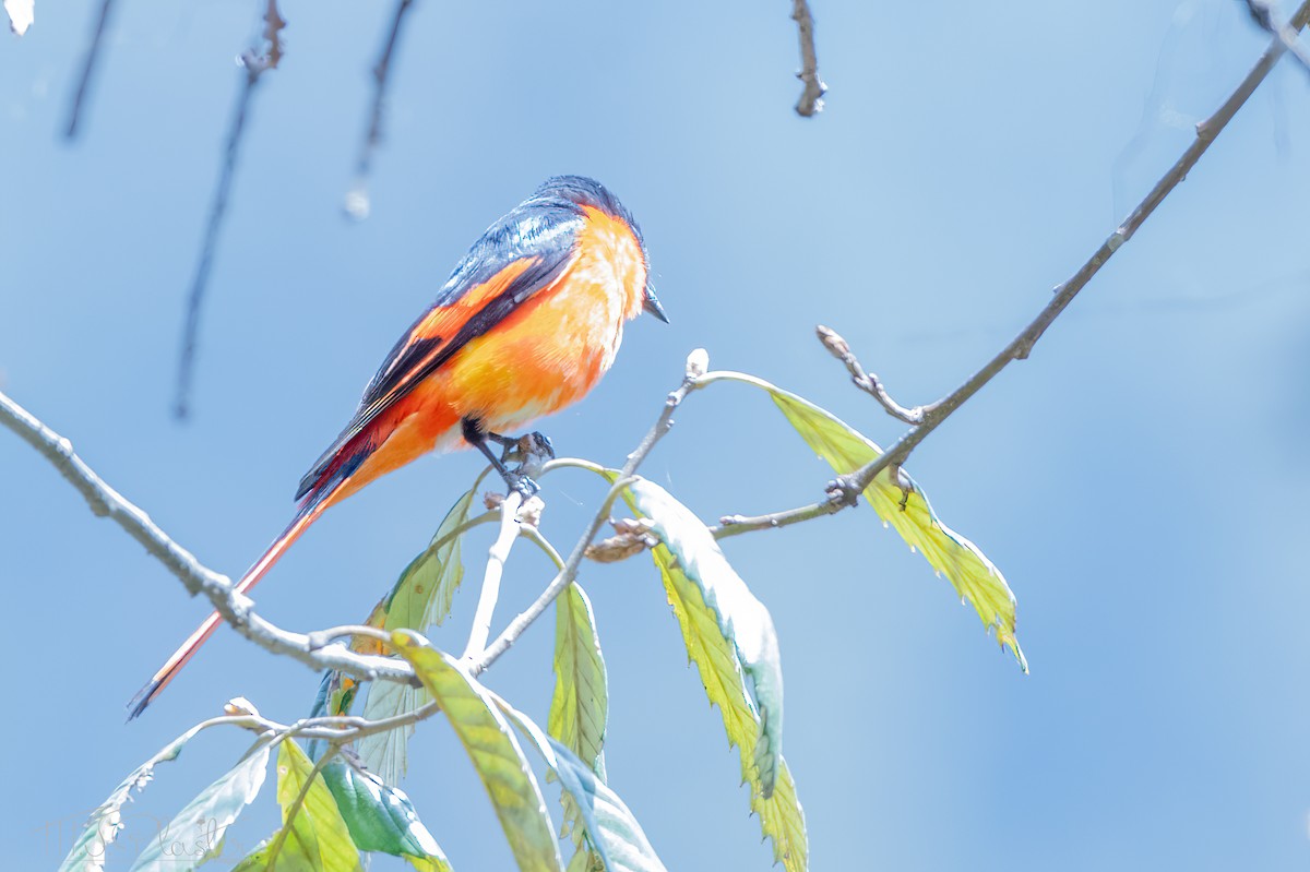 Long-tailed Minivet - ML581238091