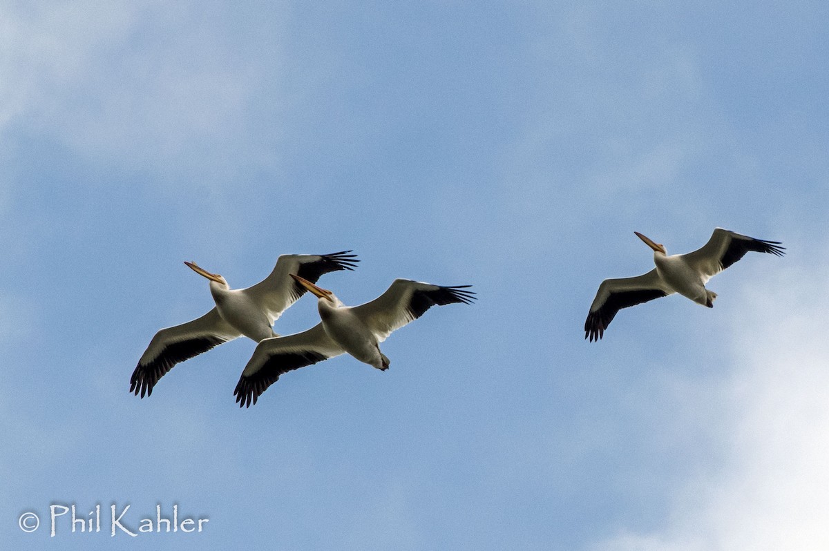 American White Pelican - ML58123821