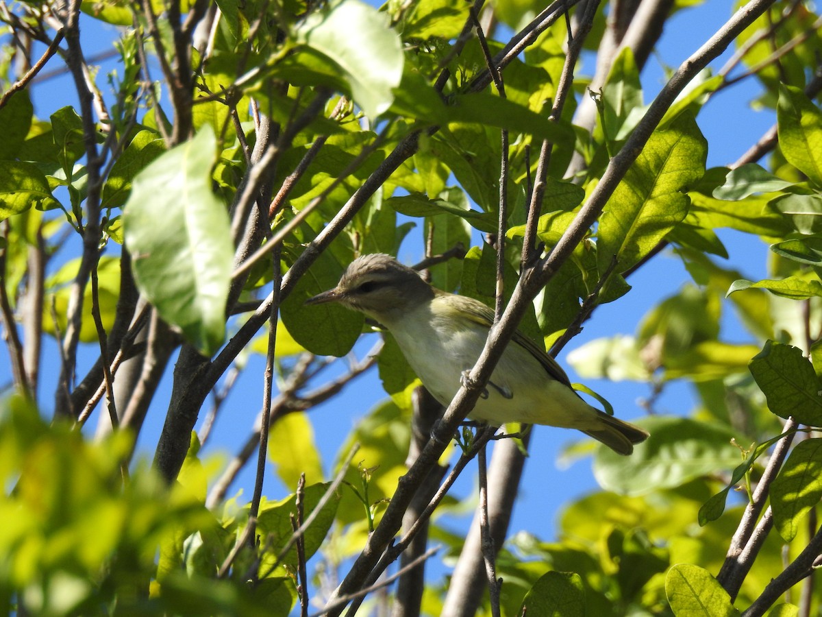 Black-whiskered Vireo - ML58123851