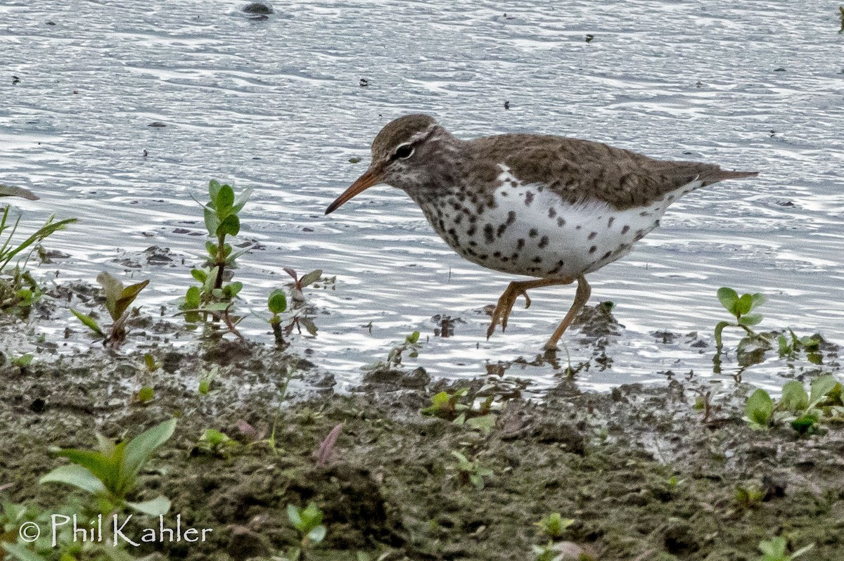 Spotted Sandpiper - ML58123881