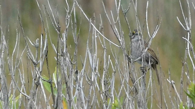 Seaside Sparrow - ML581239381