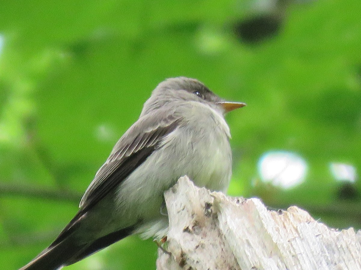 Eastern Wood-Pewee - ML581239701