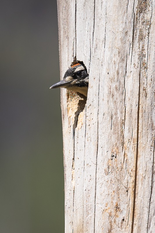 Hairy Woodpecker - ML581239721