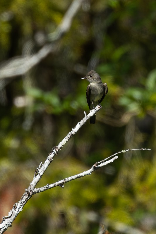 Olive-sided Flycatcher - ML581239801