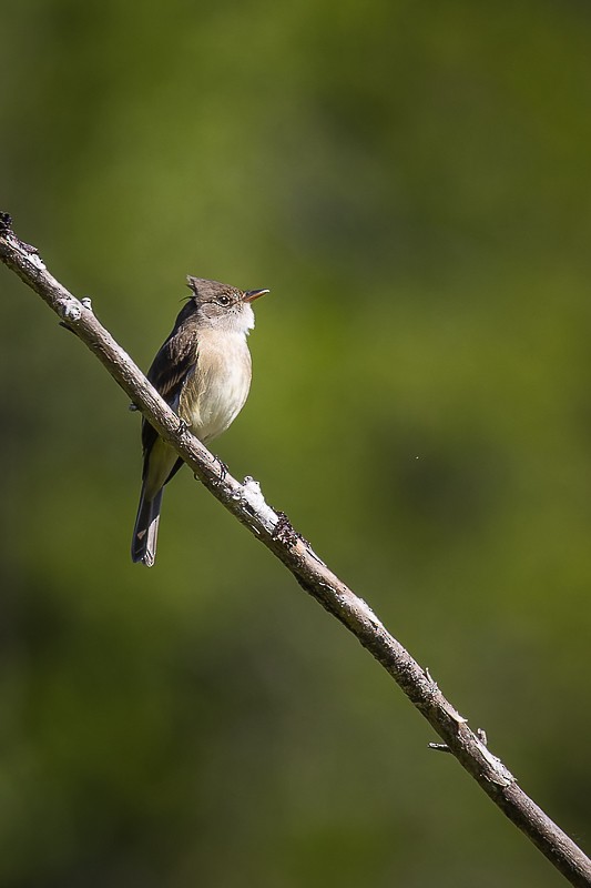 Willow Flycatcher - ML581239871