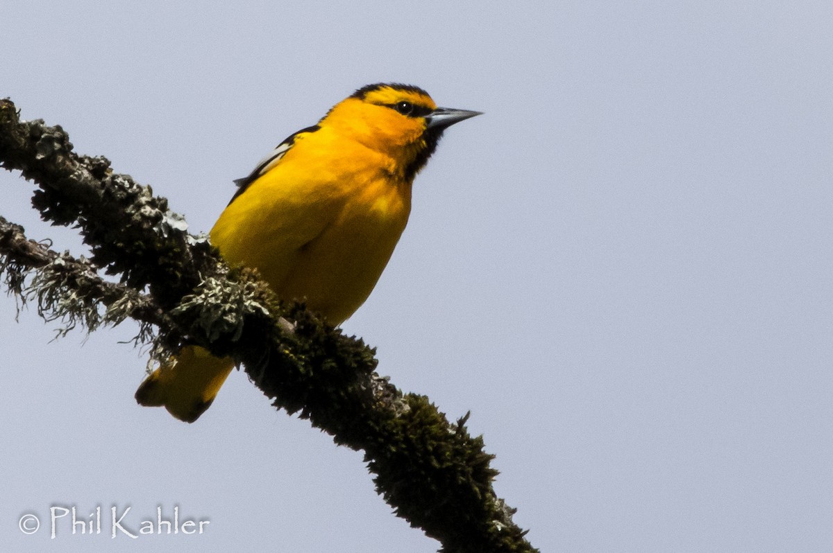 Oriole de Bullock - ML58123991