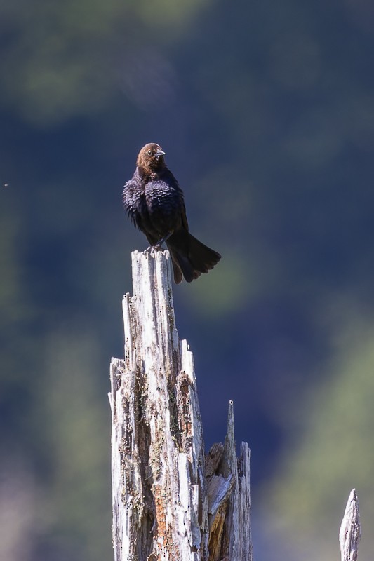 Brown-headed Cowbird - ML581239941