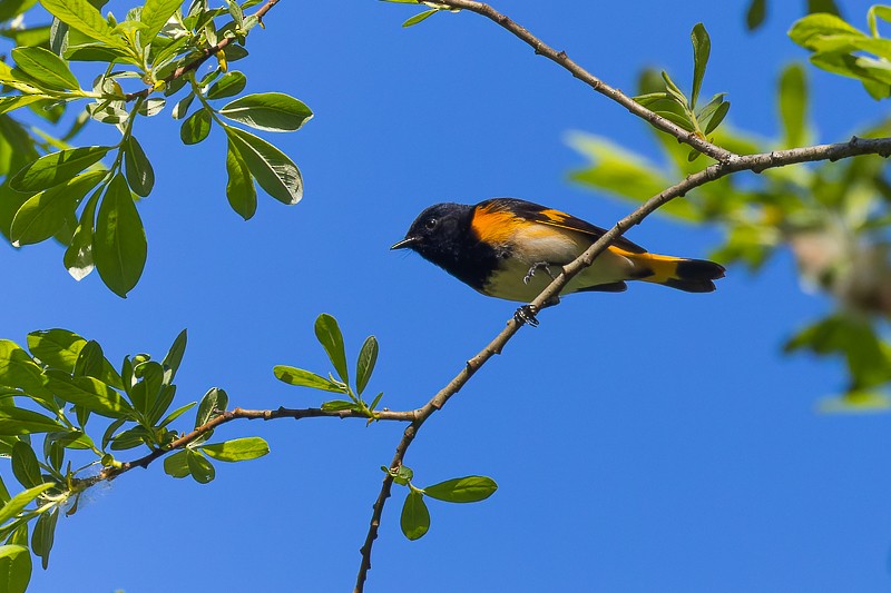 American Redstart - ML581240041