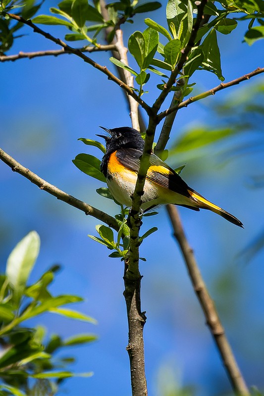 American Redstart - ML581240051