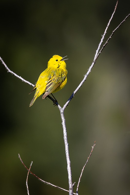 Northern Yellow Warbler - ML581240171
