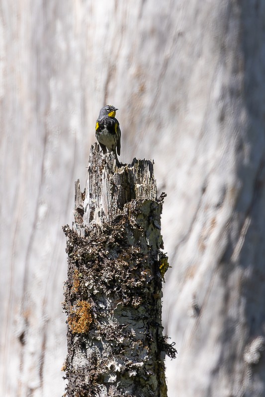 Yellow-rumped Warbler - ML581240301