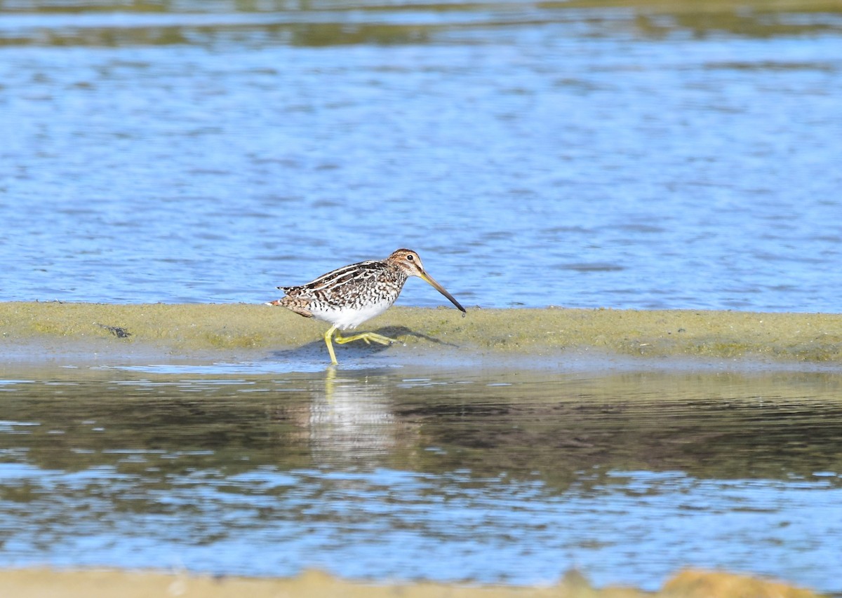 Pantanal/Magellanic Snipe - ML581240461