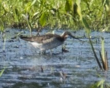 Wilson's Phalarope - ML581242131