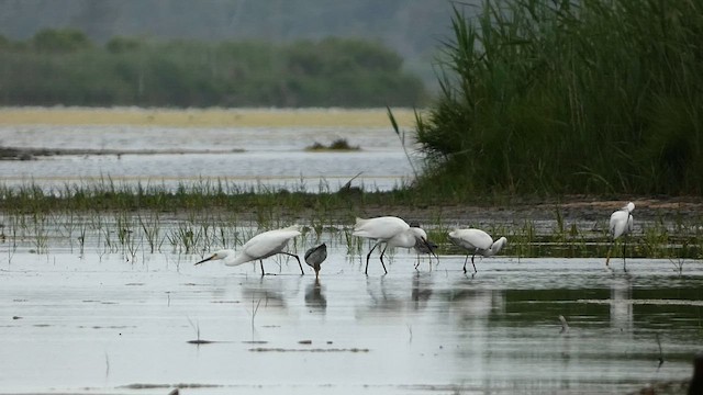 Snowy Egret - ML581243721