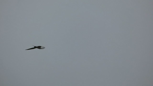 Royal Tern - ML581243871