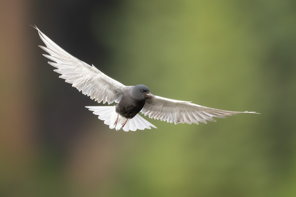 Black Tern - ML581244031