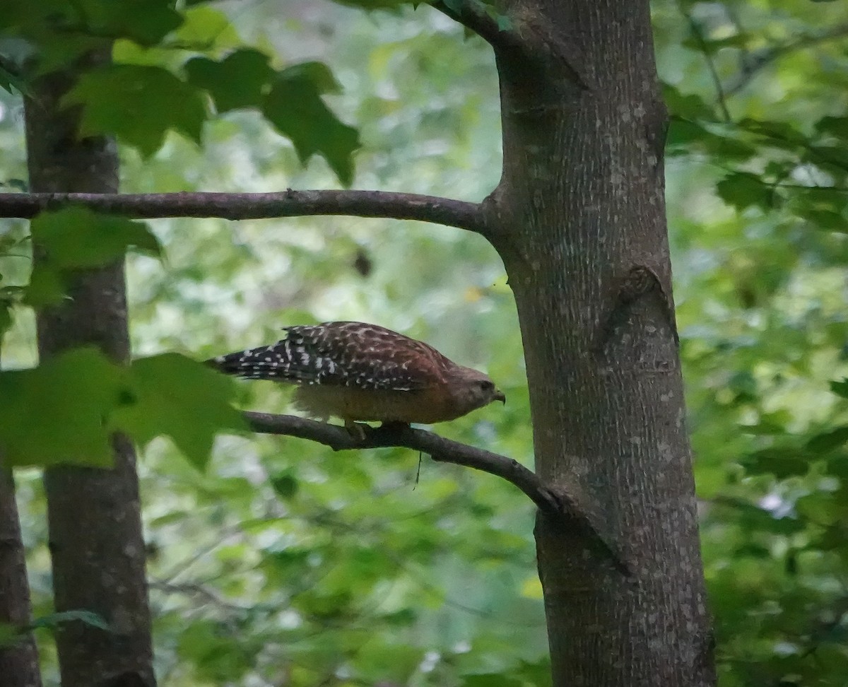 Red-shouldered Hawk - ML581244411