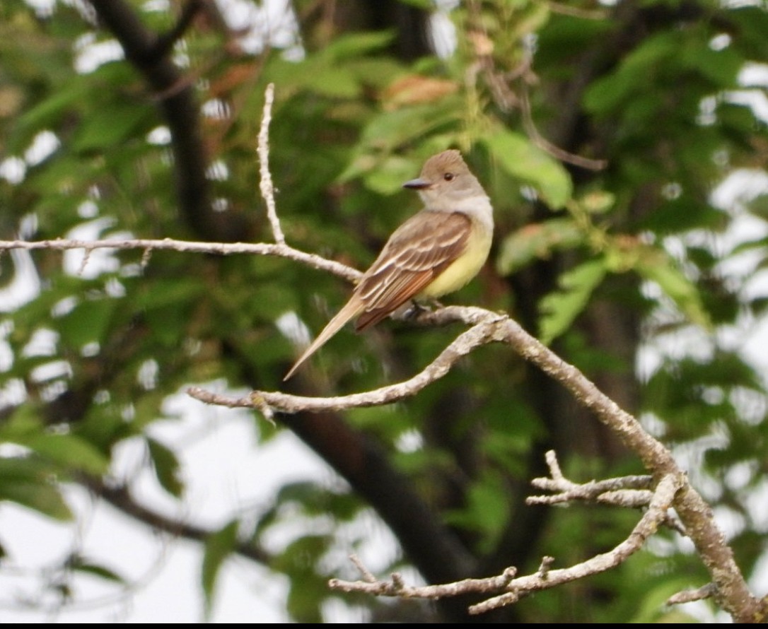 Great Crested Flycatcher - ML581244511