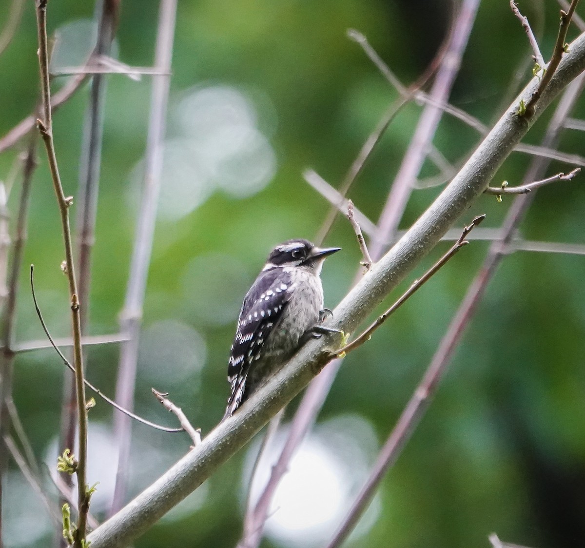 Downy Woodpecker - ML581244581