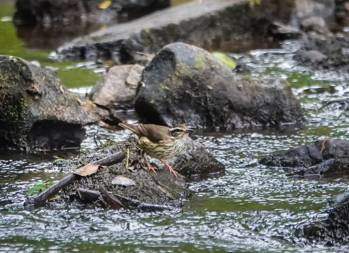 Louisiana Waterthrush - ML581244611