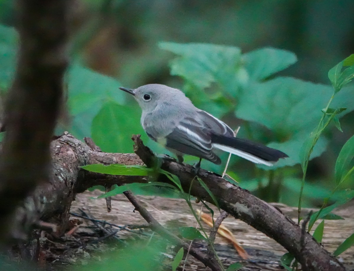 Blue-gray Gnatcatcher - ML581244691