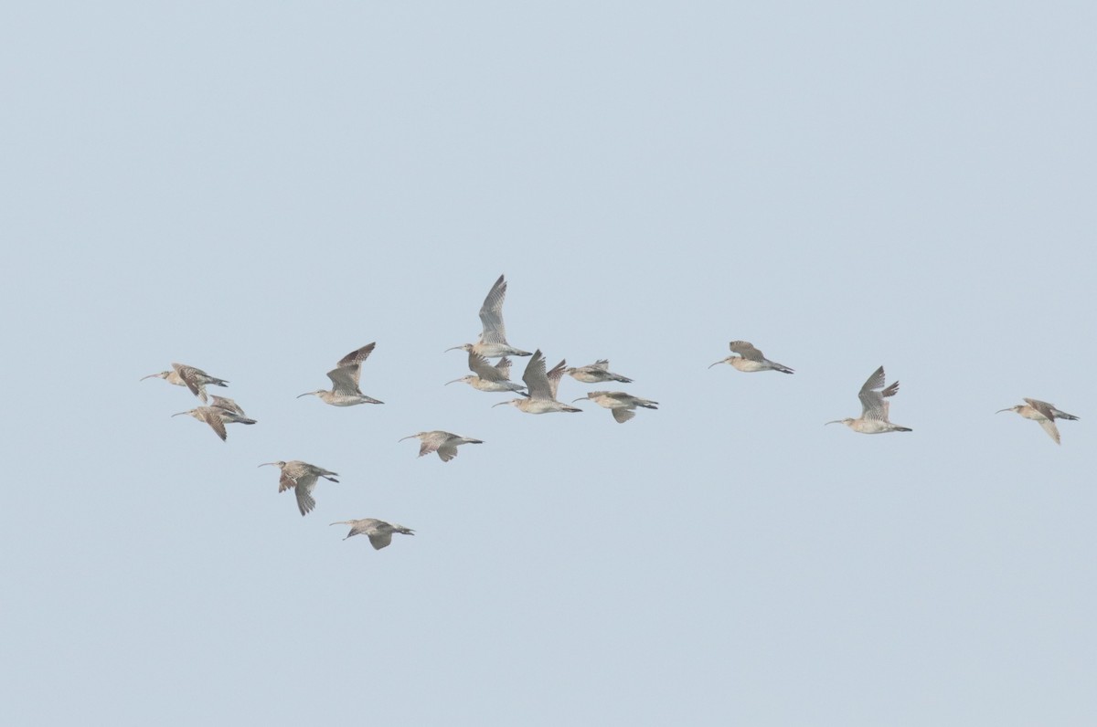 Eurasian Whimbrel - ML581245191