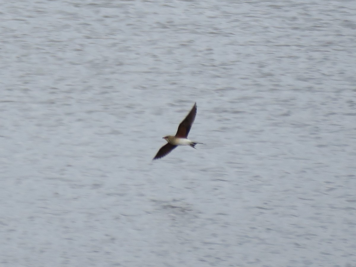 Collared Pratincole - ML58124541