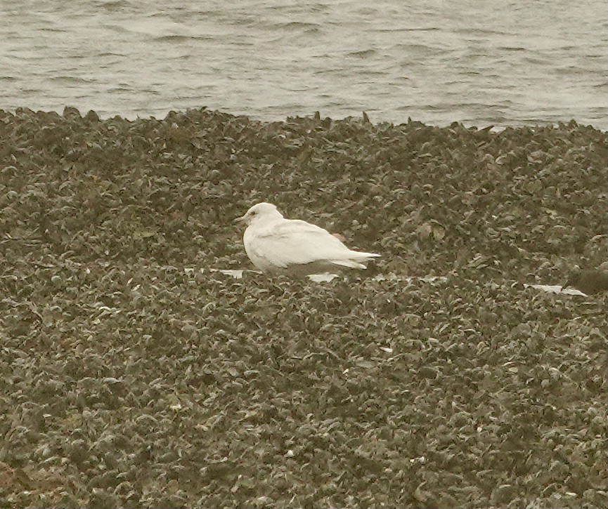 Iceland Gull - ML581245421