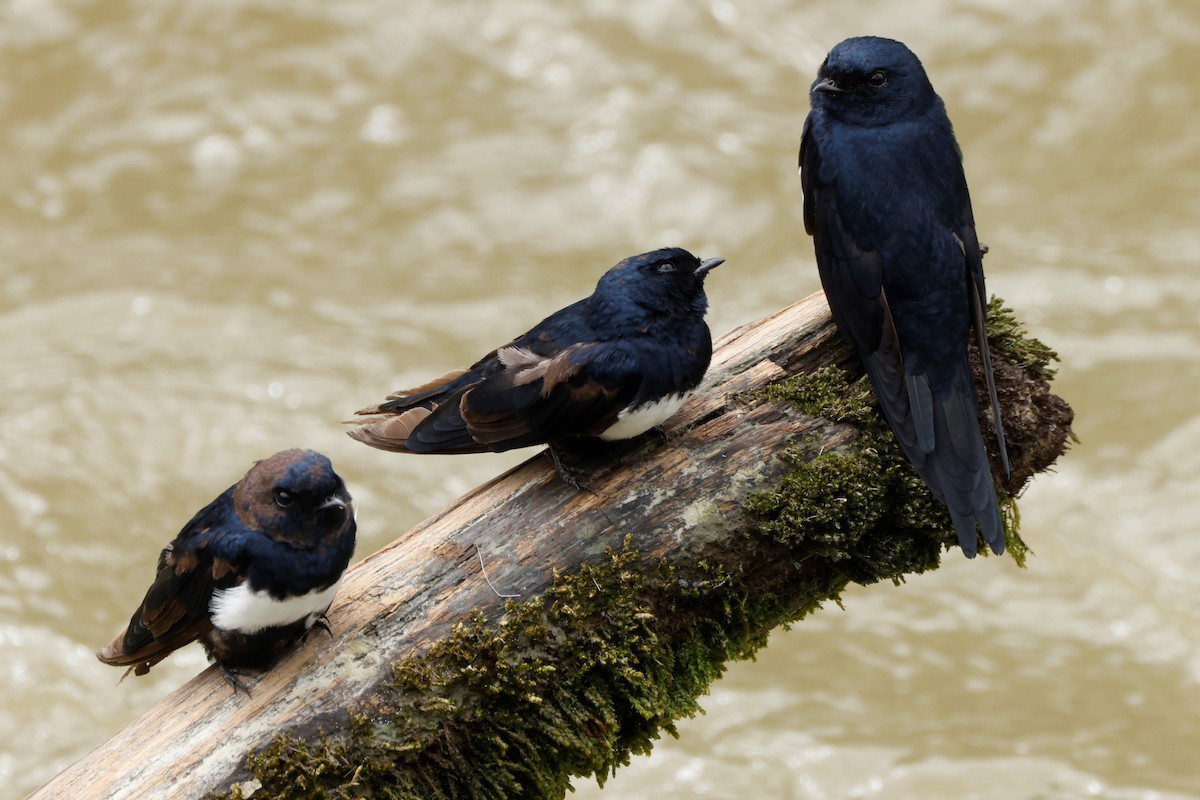 White-banded Swallow - John Mills