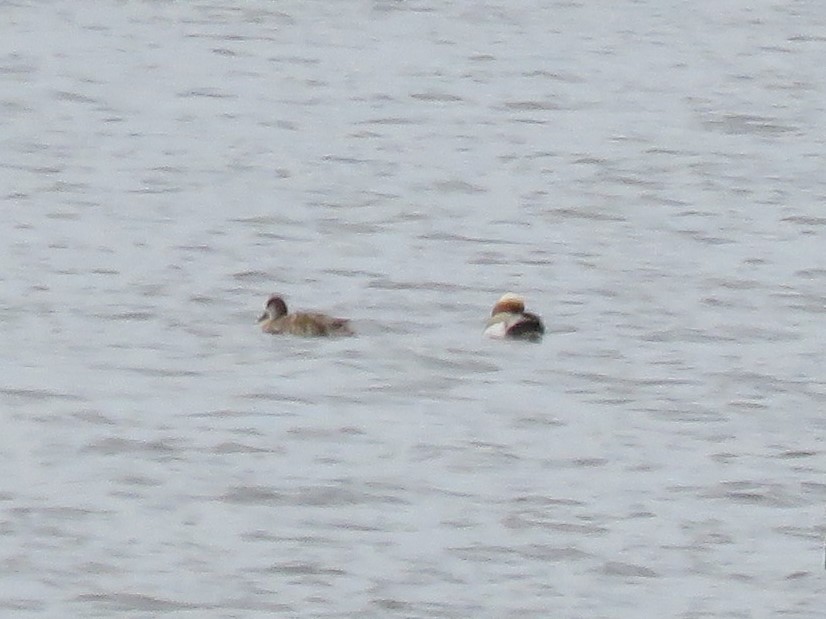 Red-crested Pochard - ML58124591