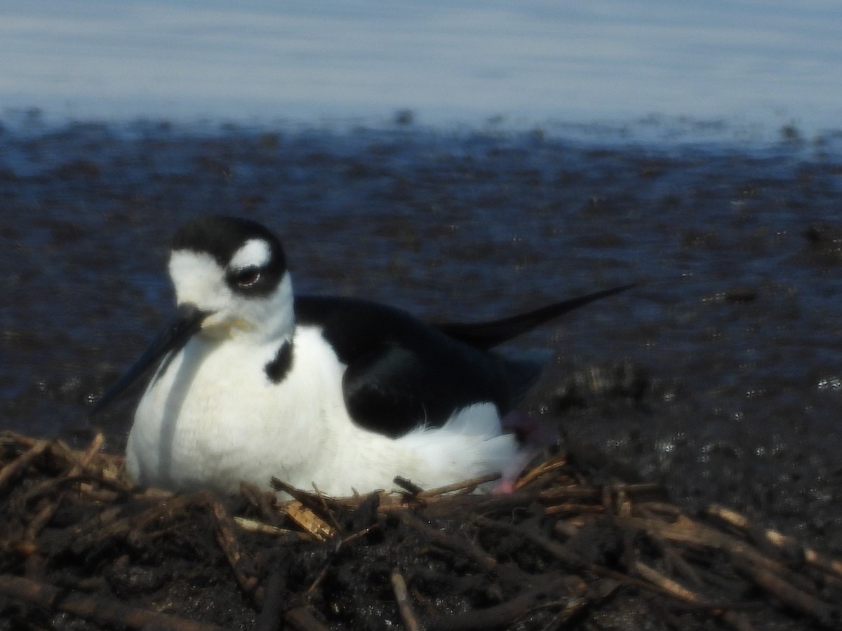 Black-necked Stilt - ML581246291