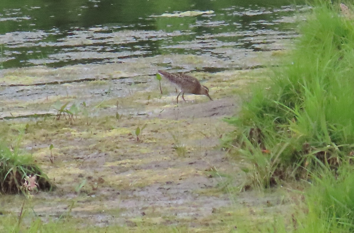 Short-billed Dowitcher - ML581246301