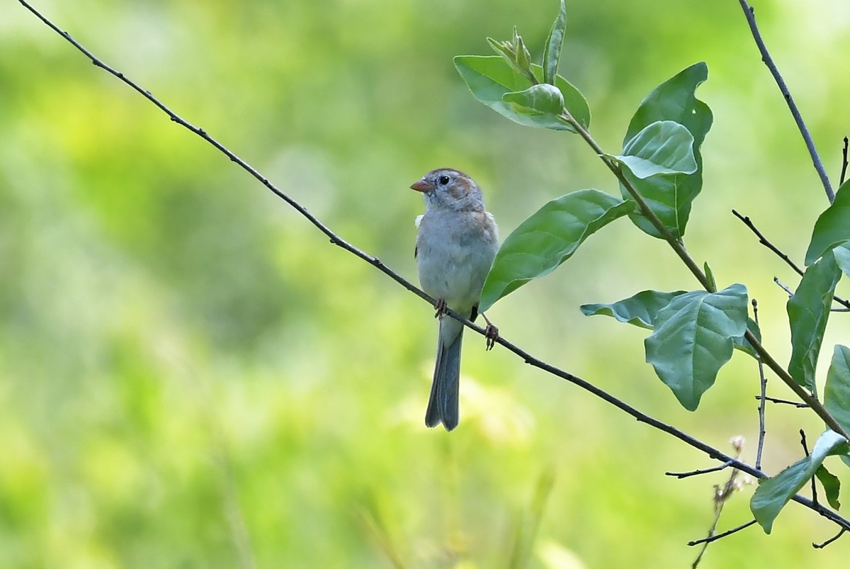 Field Sparrow - ML581246931
