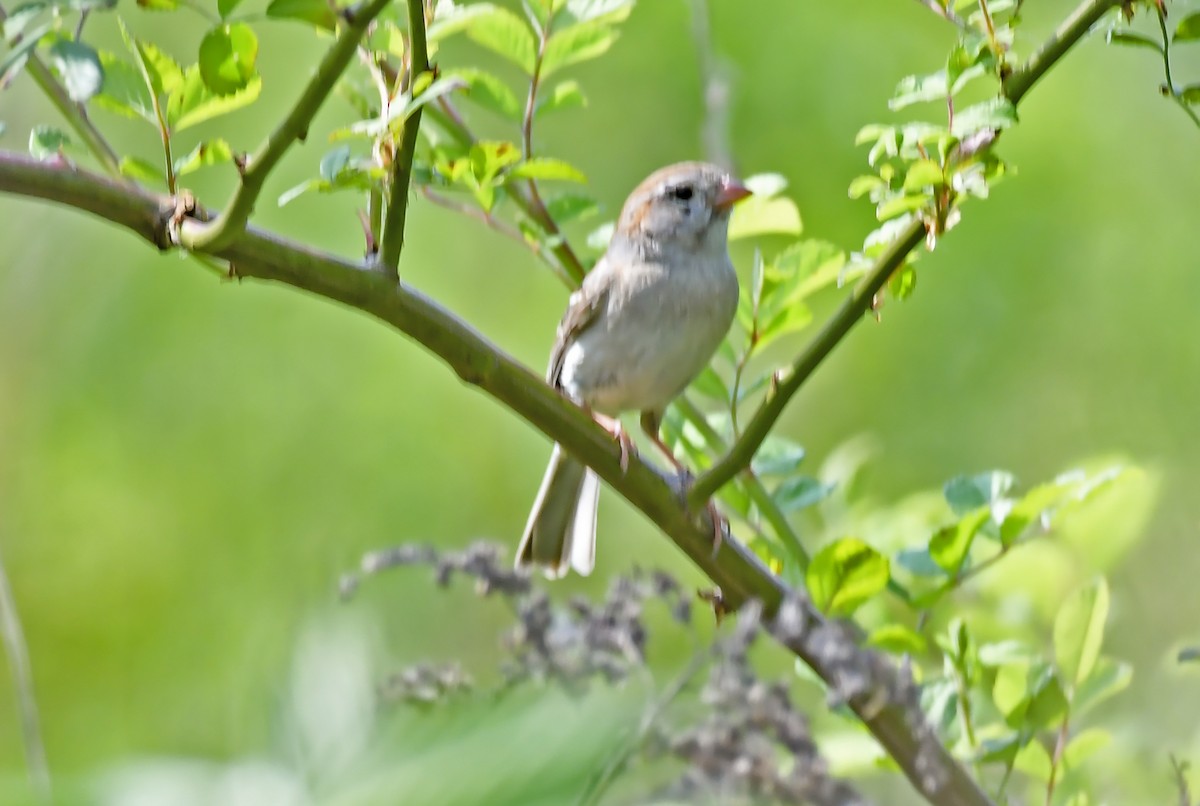 Field Sparrow - ML581246941