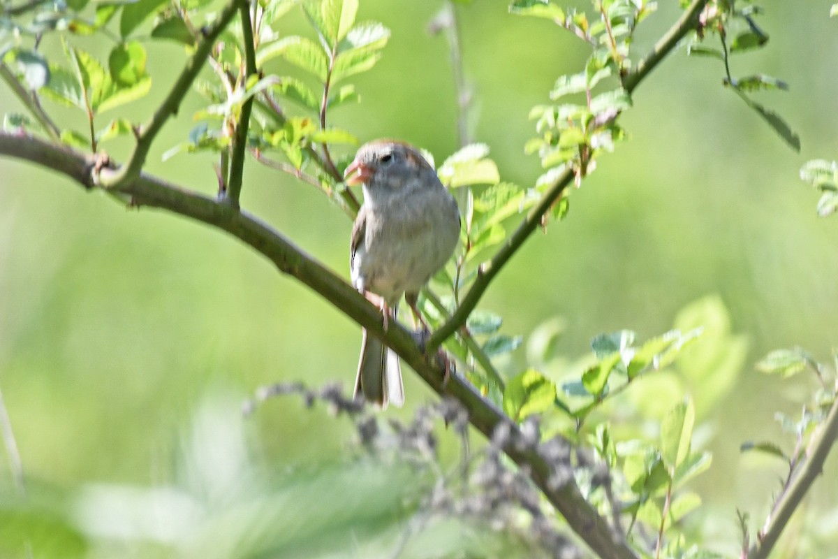 Field Sparrow - ML581246951