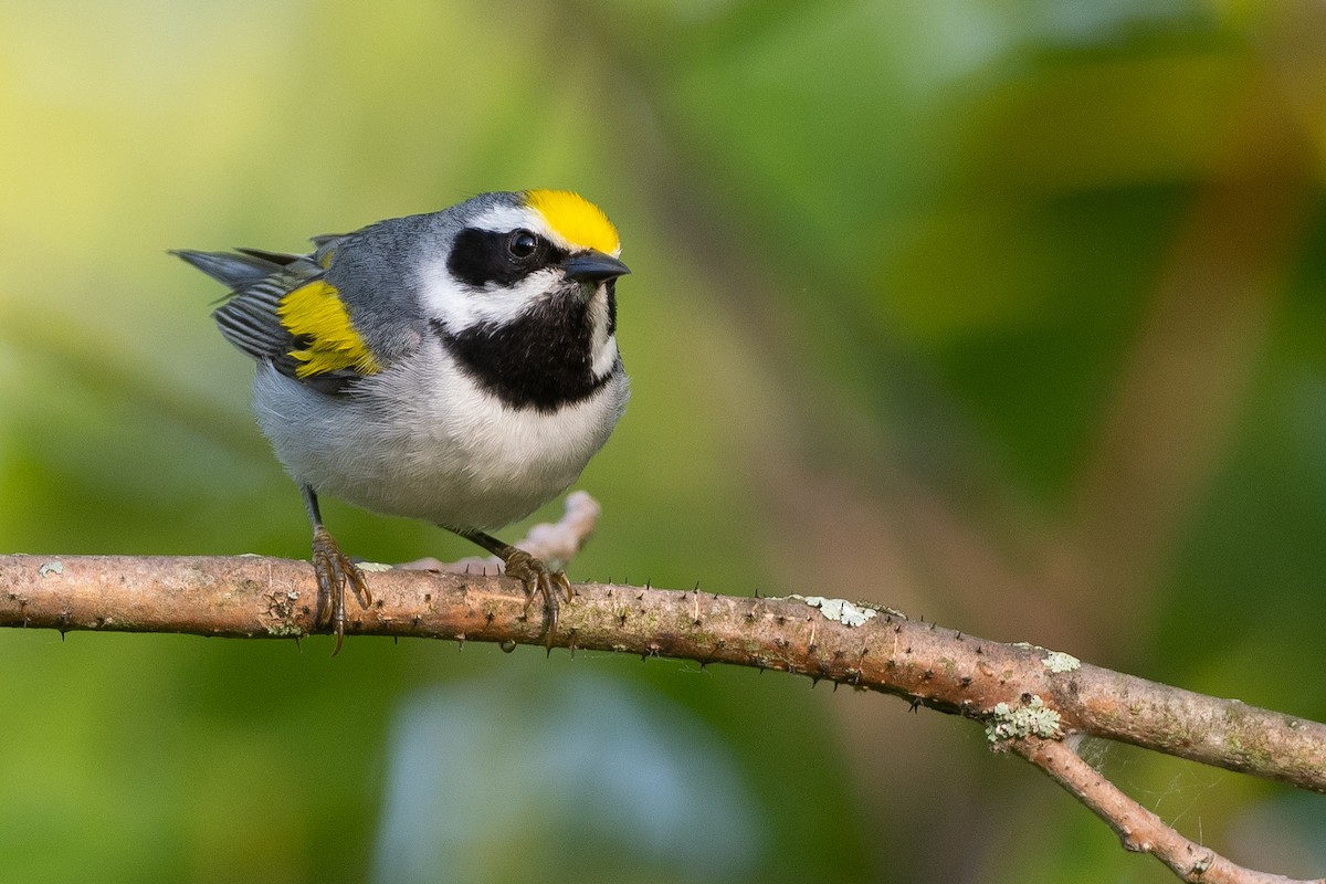 Golden-winged Warbler - ML581247101