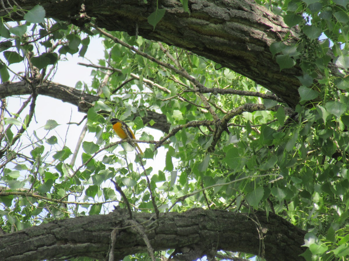 Baltimore Oriole - Peter Stoltz