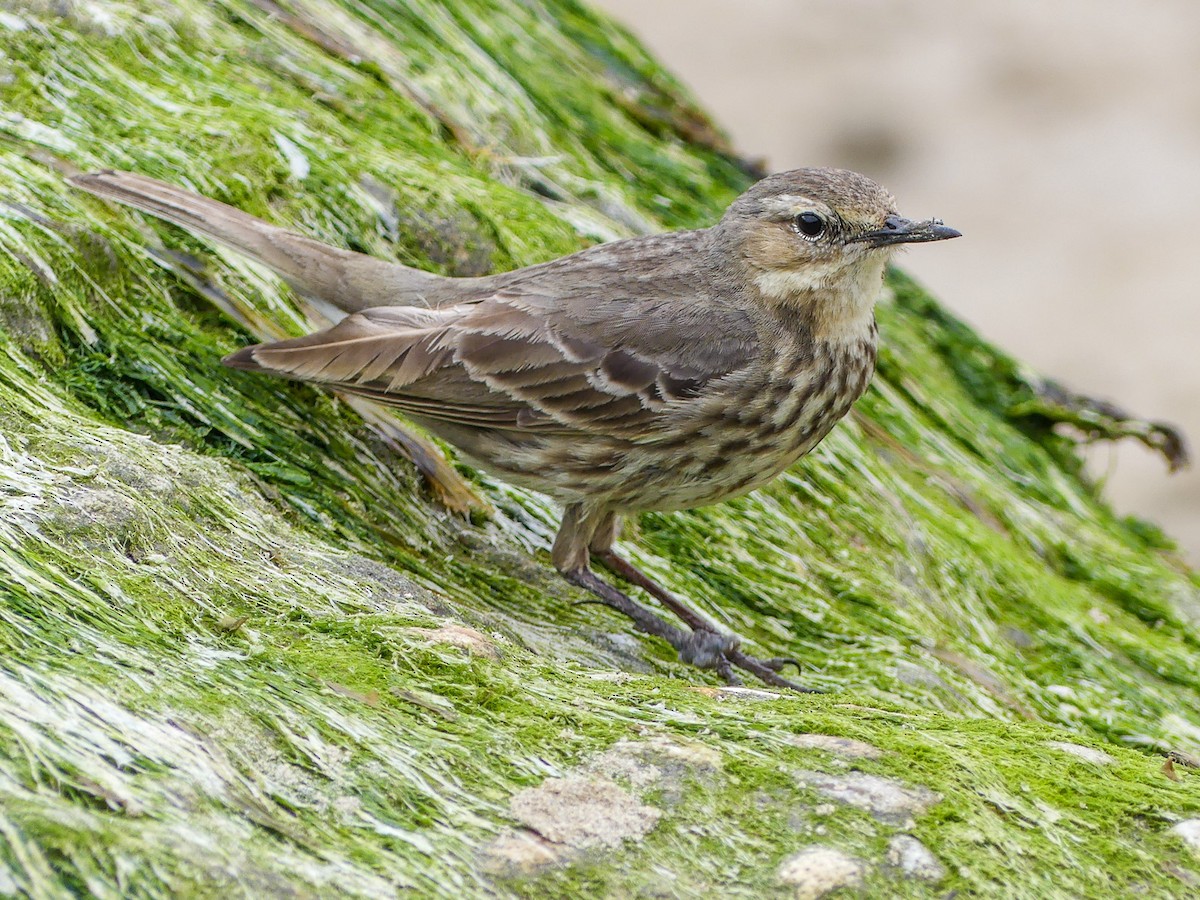 Rock Pipit - Mike Prince