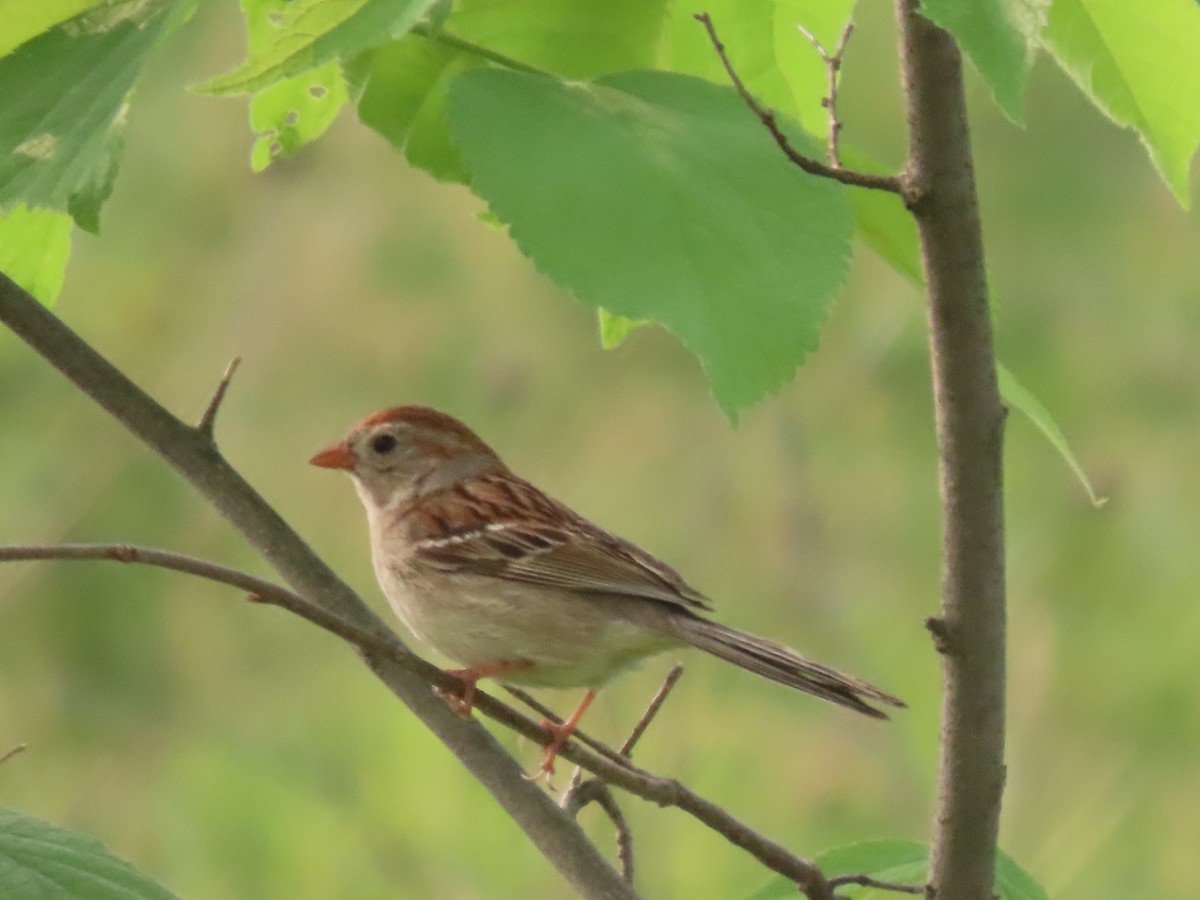 Field Sparrow - ML581248211