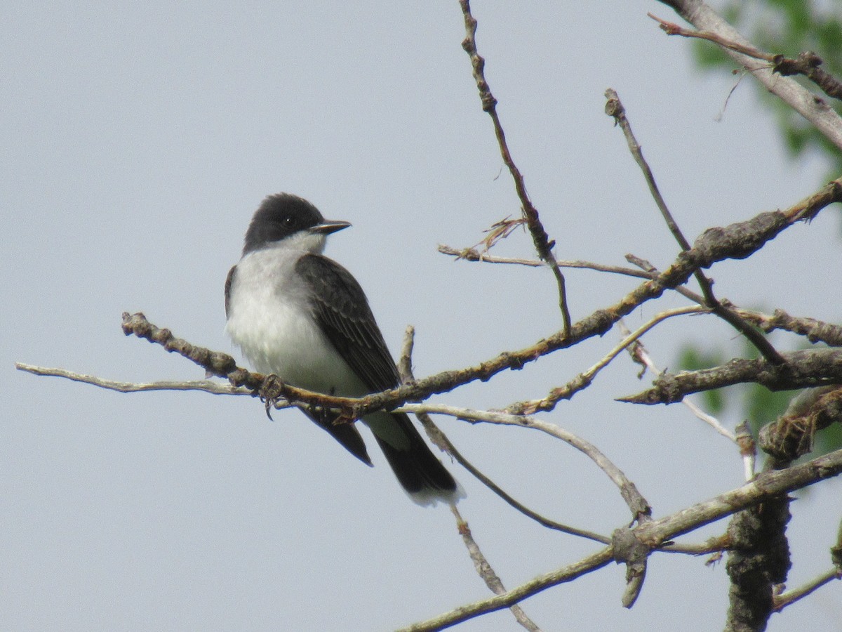 Eastern Kingbird - ML581248351