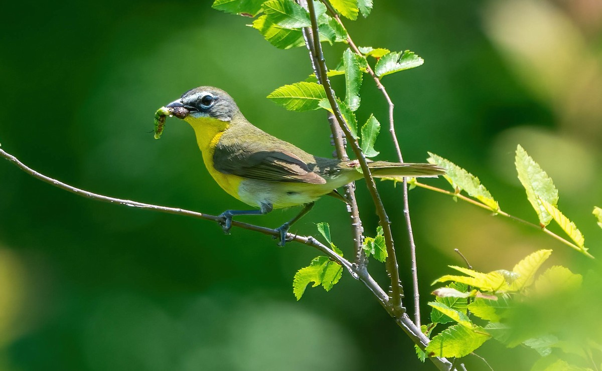 Yellow-breasted Chat - ML581248961