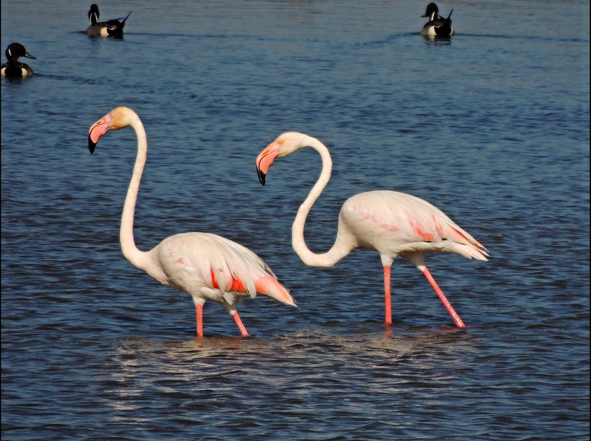 Розовый фламинго - ML58124901