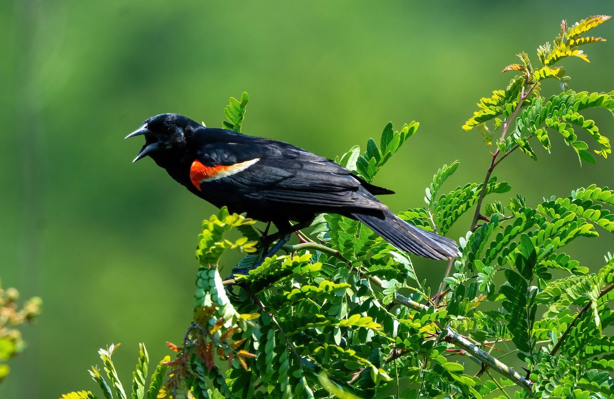 Red-winged Blackbird - Eric Bodker