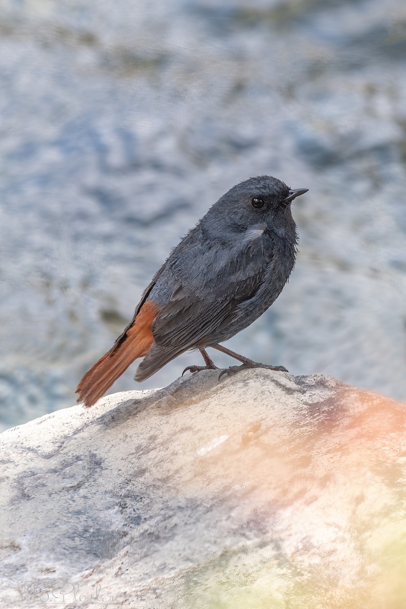 Plumbeous Redstart - Michael Plaster