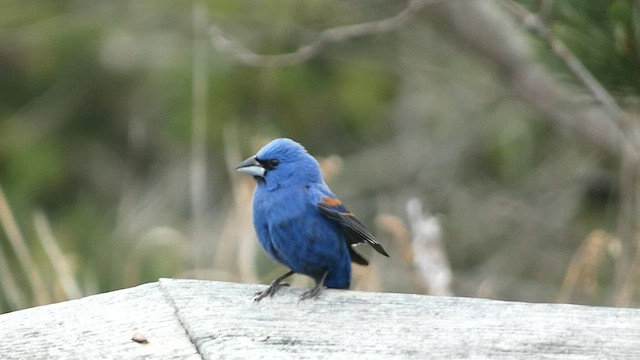 Guiraca bleu - ML581250031