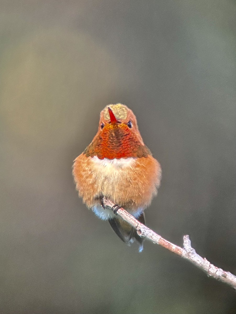 Rufous Hummingbird - ML581250281