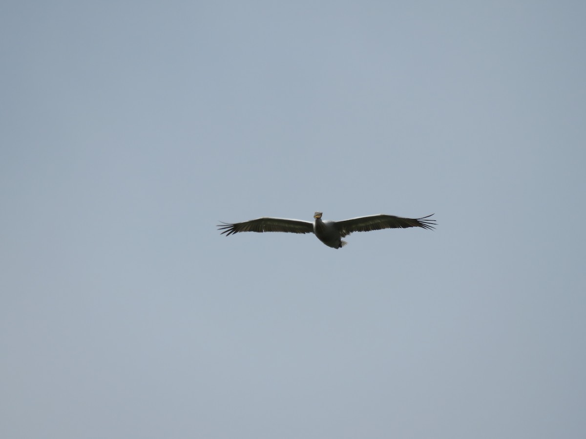 Dalmatian Pelican - ML58125041